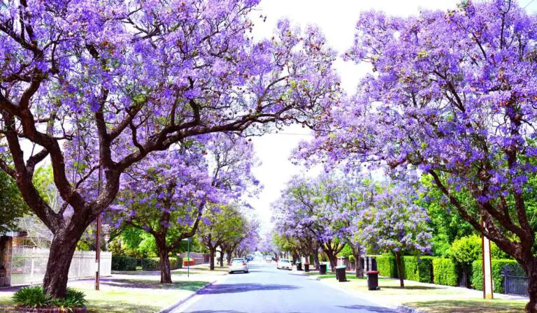 12 Purple Flowering Trees