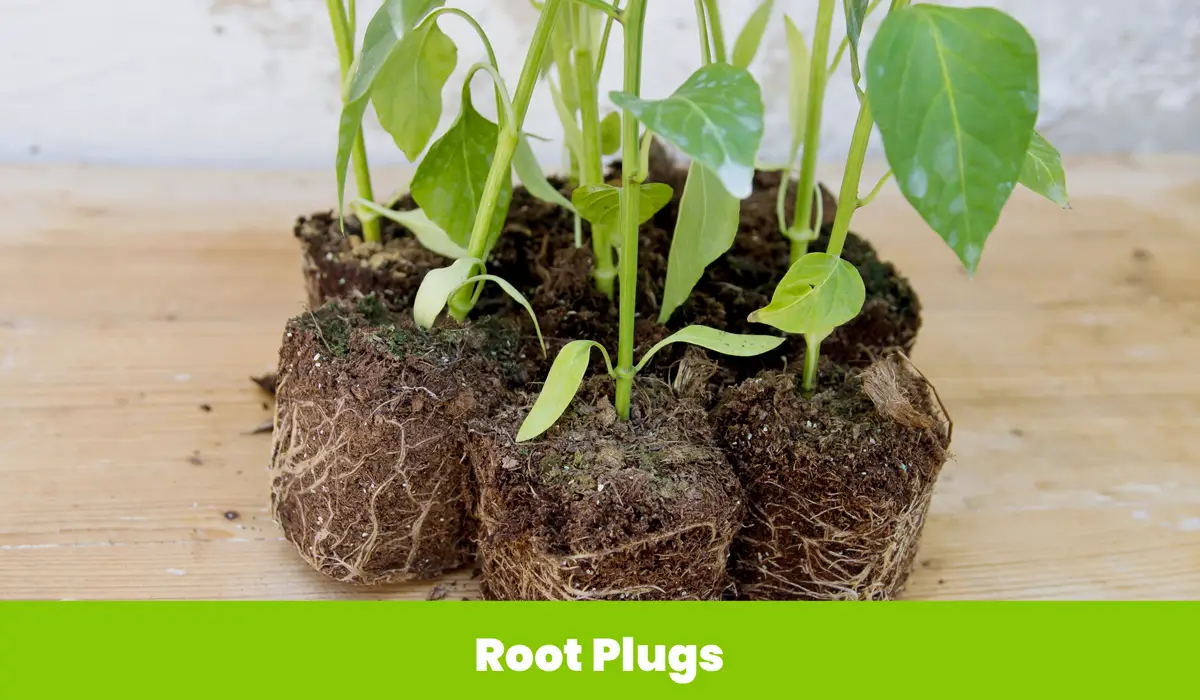 Rapid Root Plugs