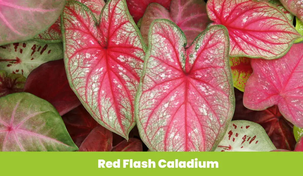 Red Flash Caladium