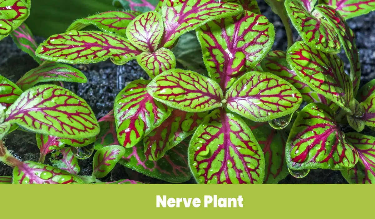 Red Nerve plant
