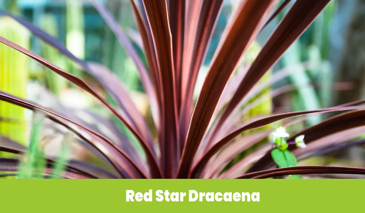 Red Star Dracaena