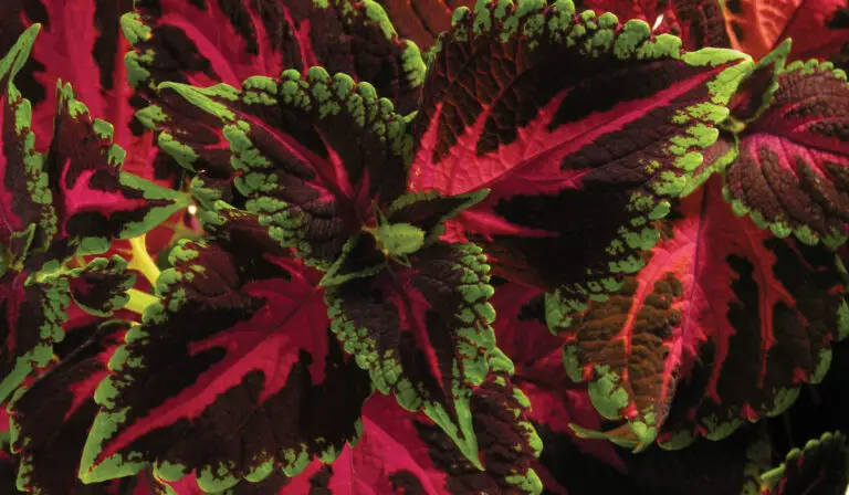 11 Houseplants with Red Leaves