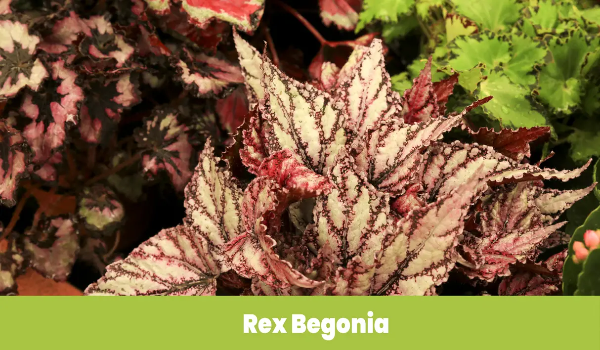 Rex Begonia