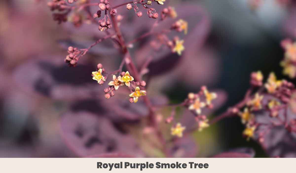Royal Purple Smoke Tree