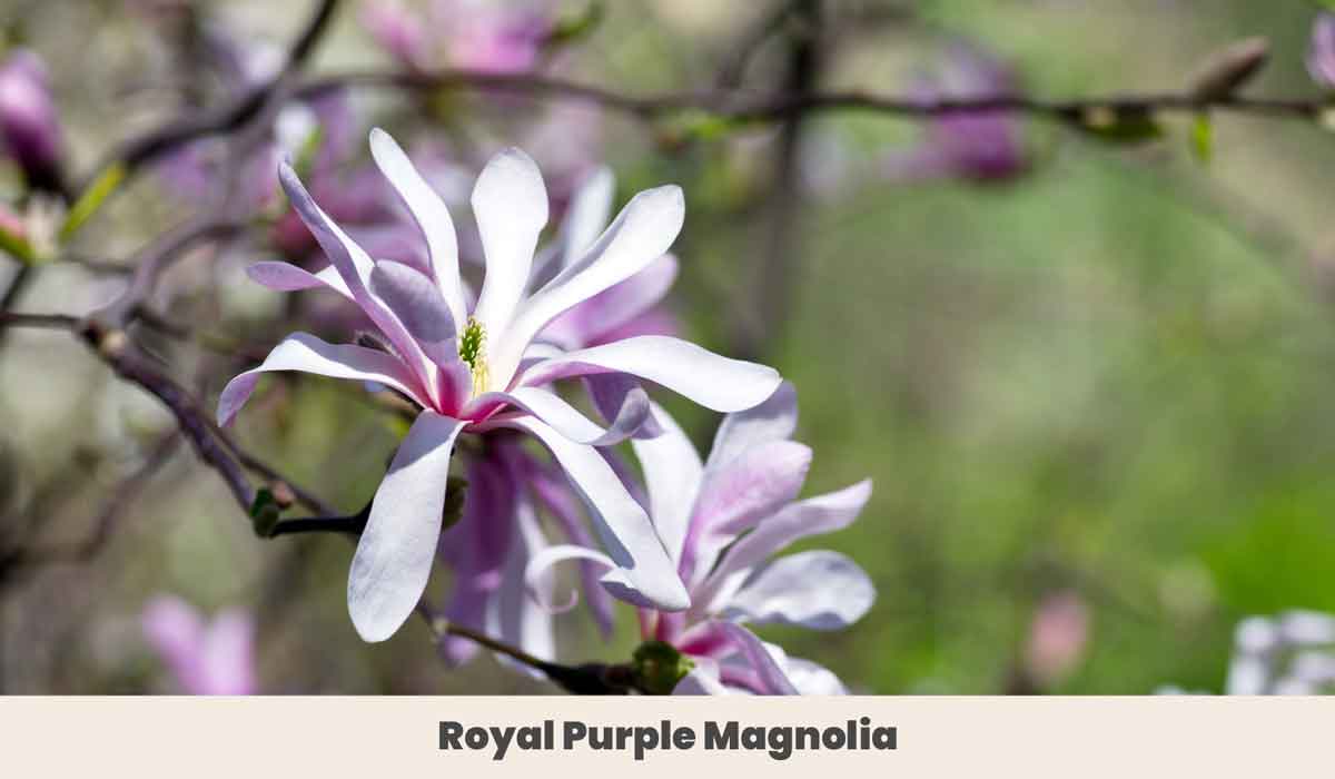 Royal purple Magnolia