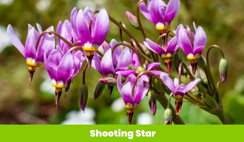 Shooting Star flower