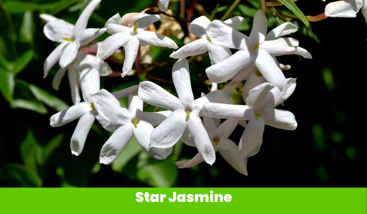 Star Jasmine fllower
