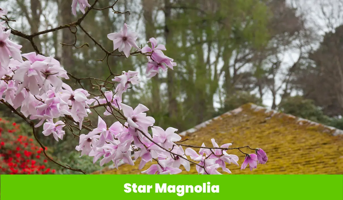Star Magnolia flower