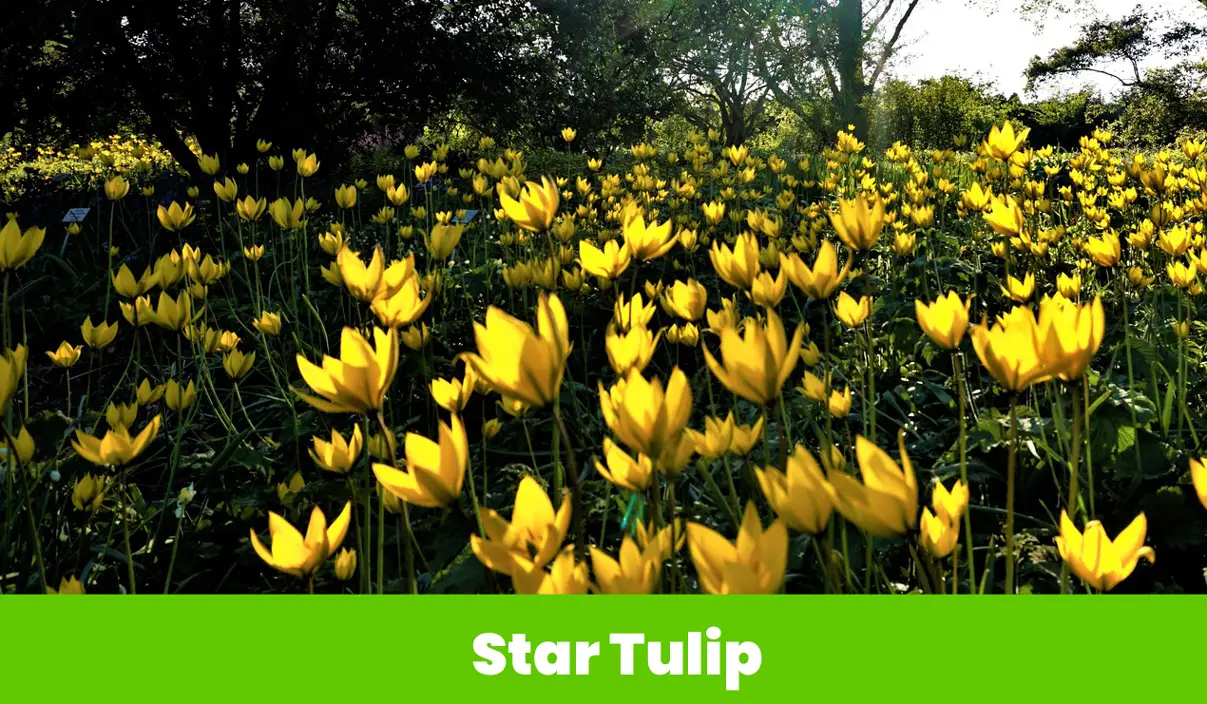 Star Tulip flower