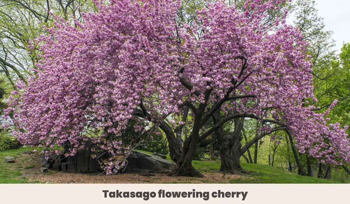 Takasago flowering cherry