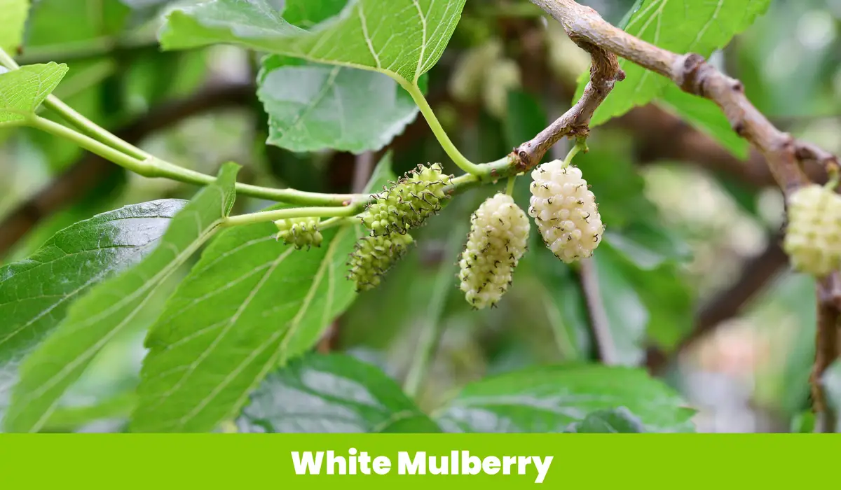 White Mulberry Tree