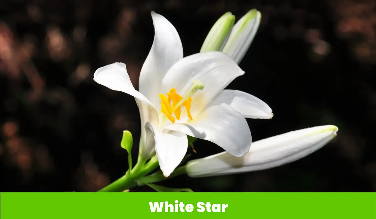 White Star flower