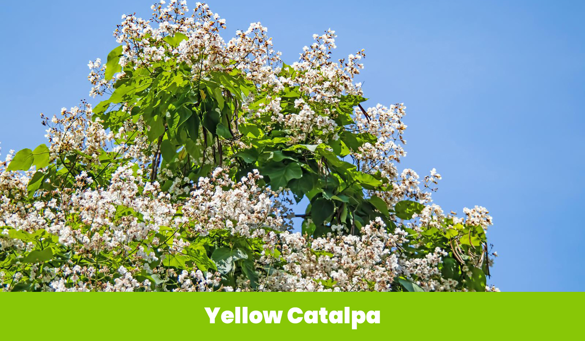 Yellow Catalpa