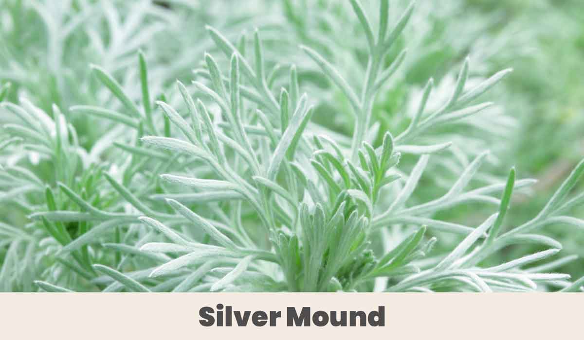 silver mound