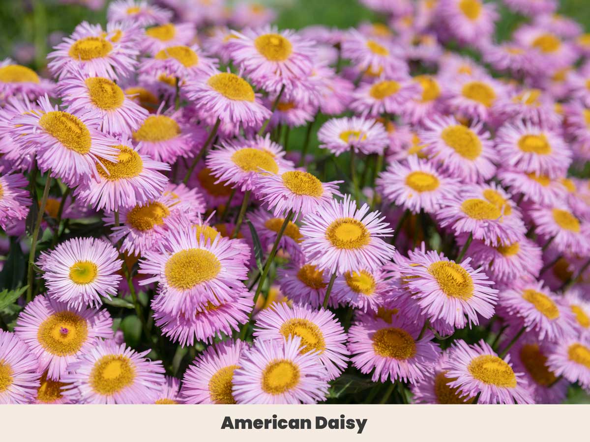 American Daisy