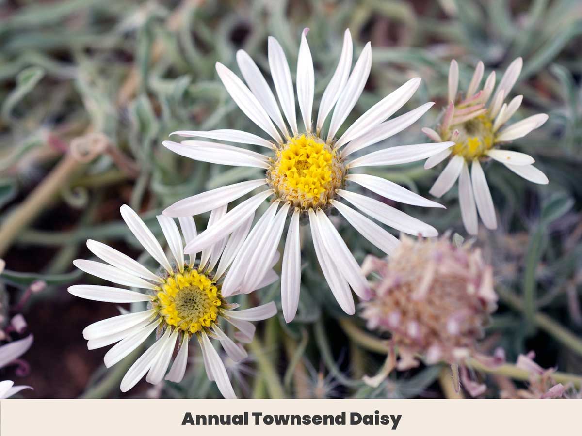 Annual Townsend Daisy