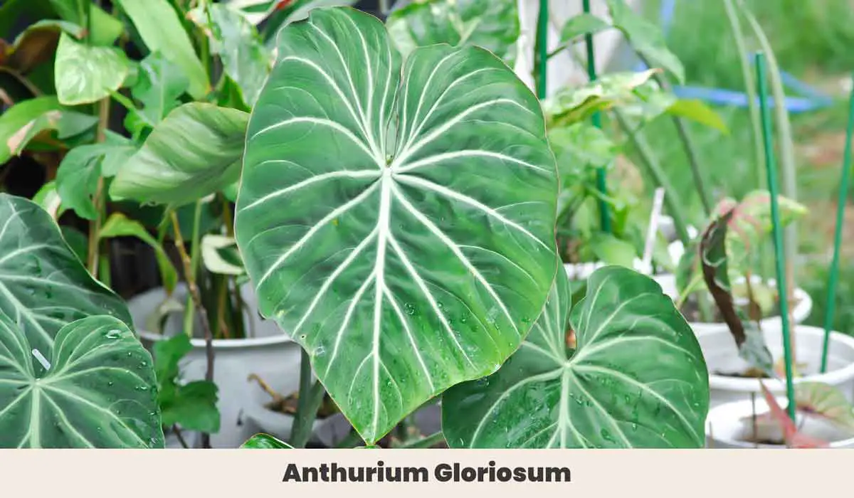Anthurium Gloriosum