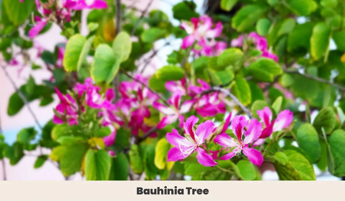 Bauhinia Tree 3
