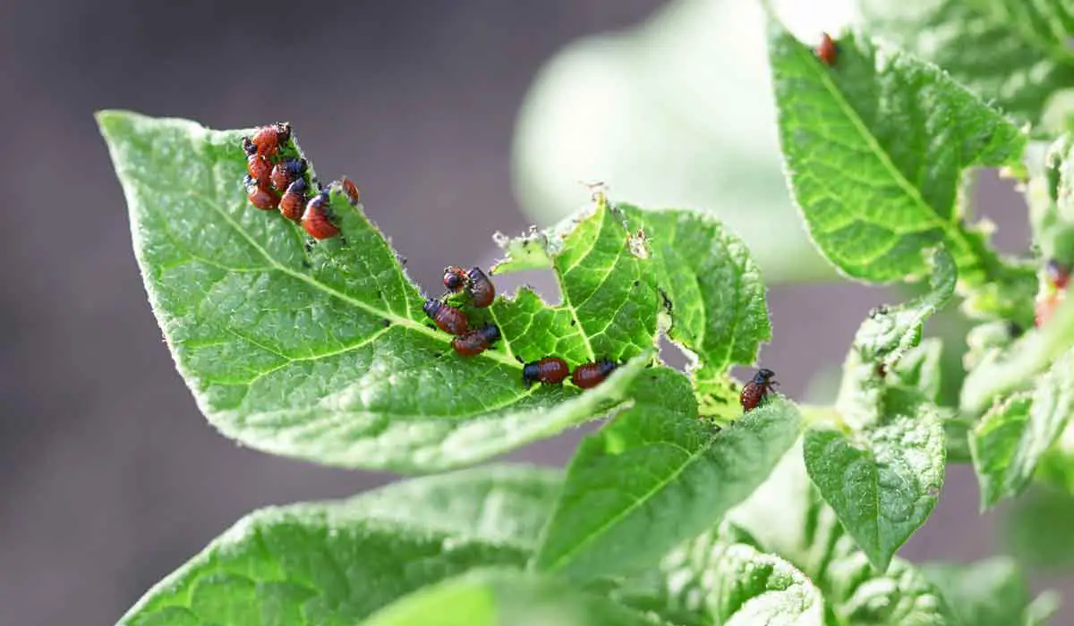 Beetles eating potato leaves