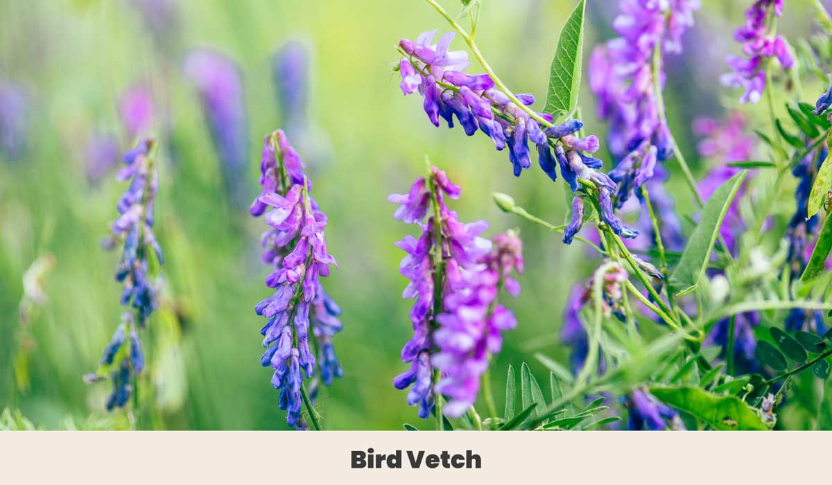 Bird Vetch