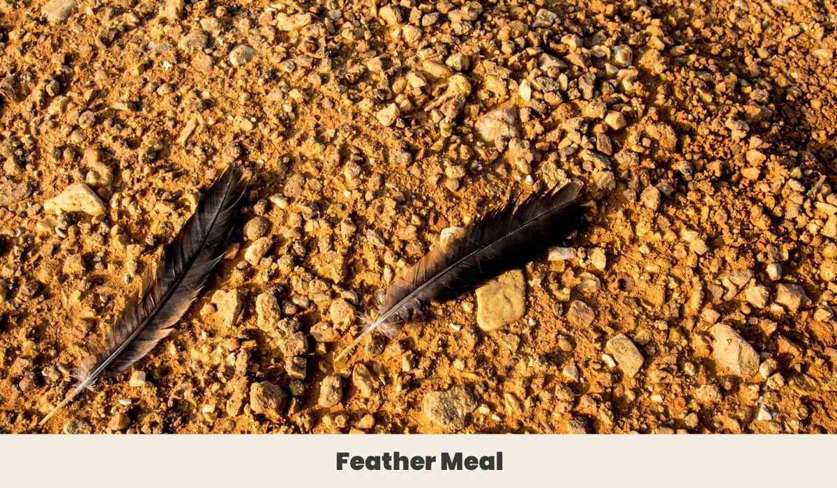 Black Feathers On The Ground
