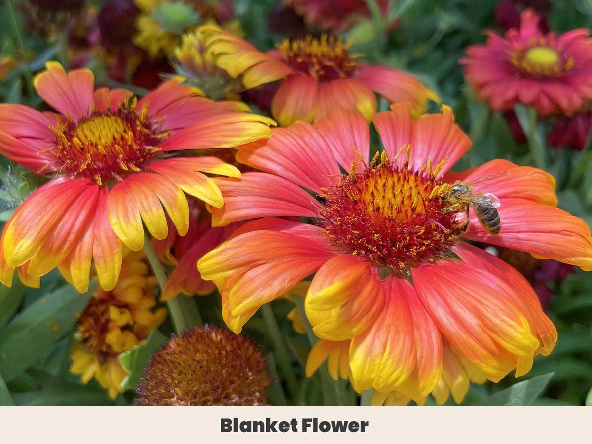 Blanket Flower 3
