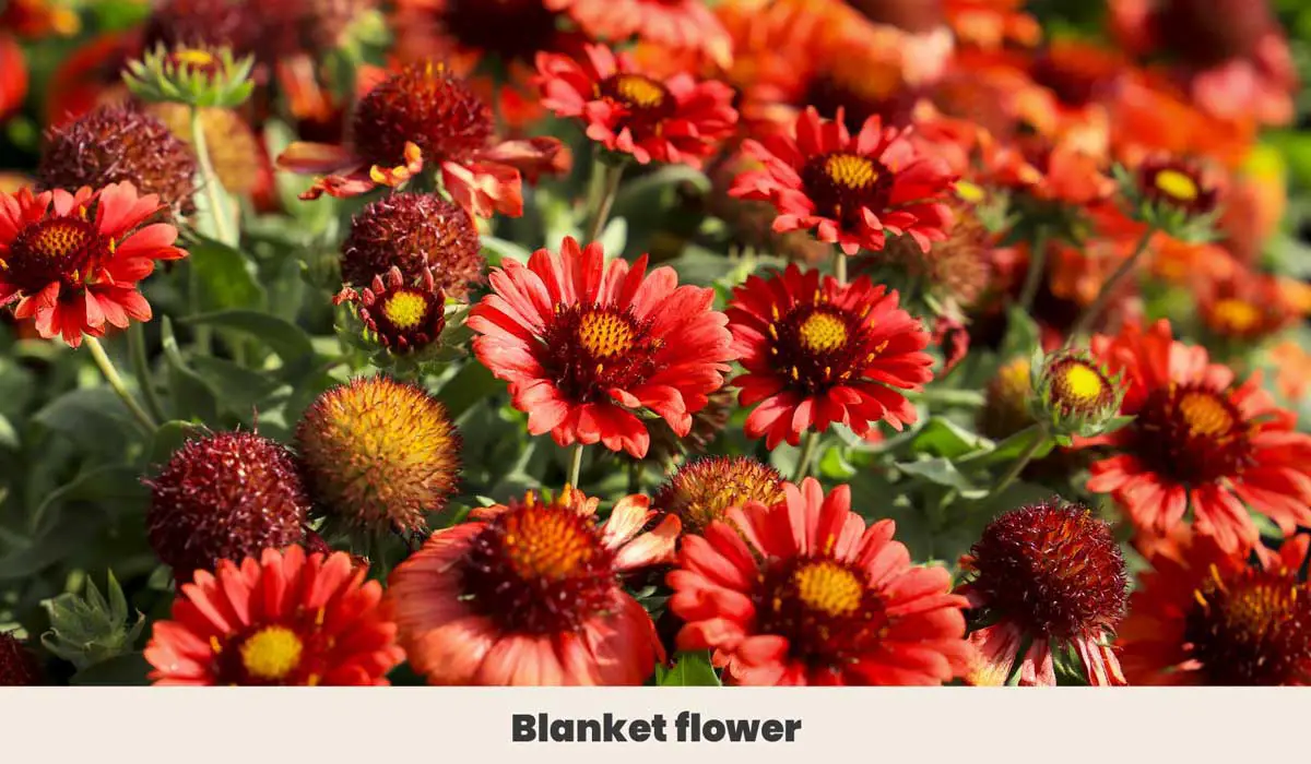 Blanket flower 1