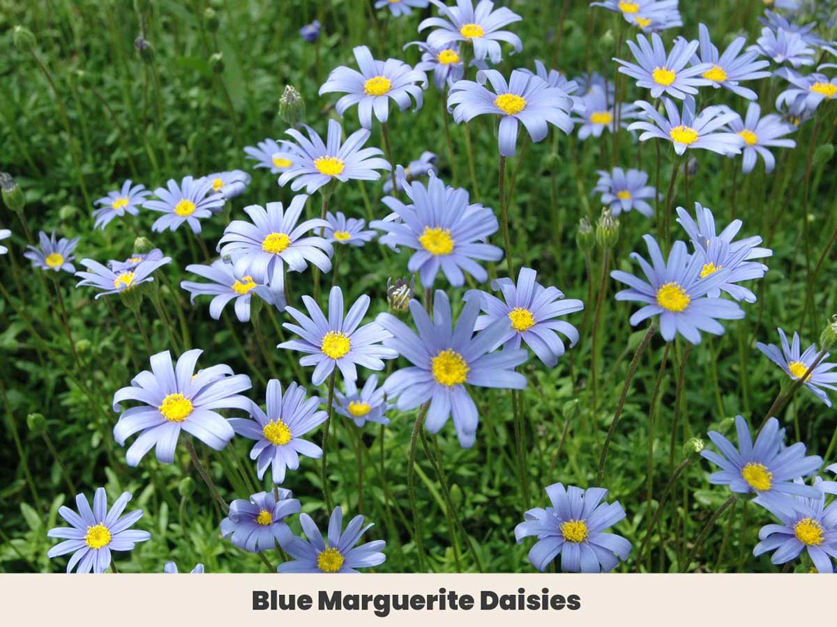 Blue Marguerite Daisies