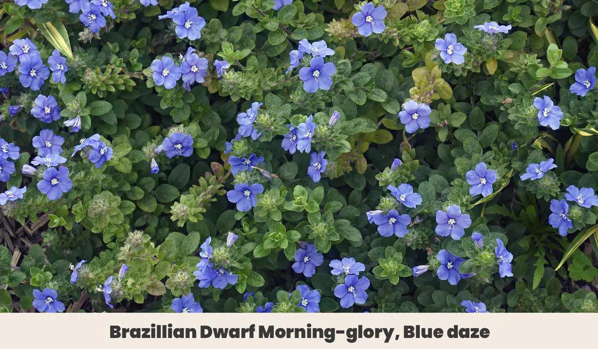 Brazillian Dwarf Morning glory Blue daze 1