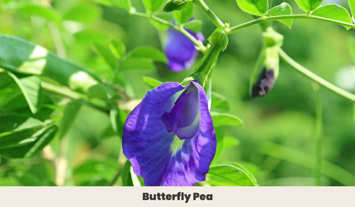 Butterfly Pea 1