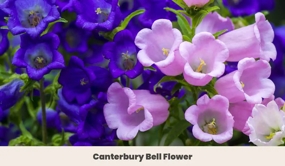 Canterbury Bell Flower