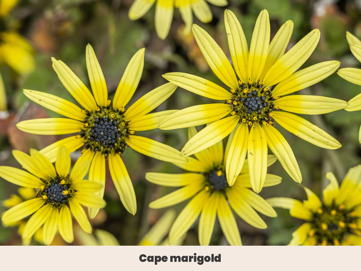 Cape marigold