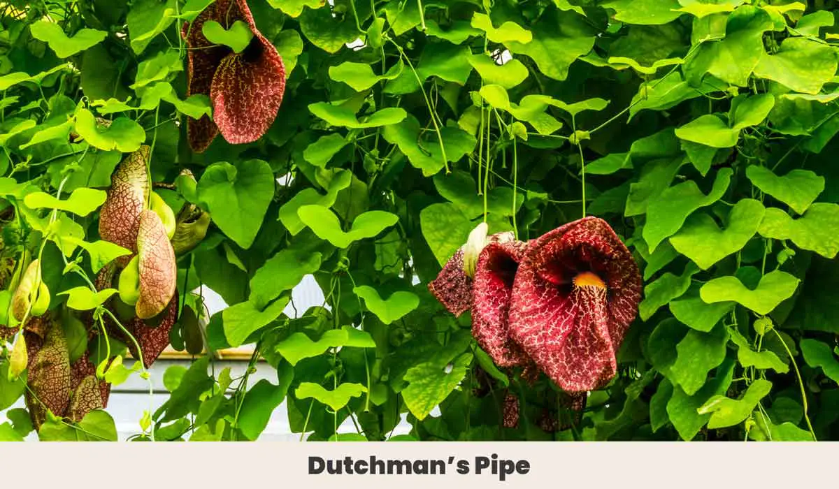 Dutchmans Pipe