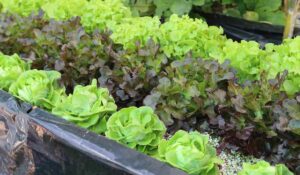 Ebb and Flow Hydroponic Lettuce