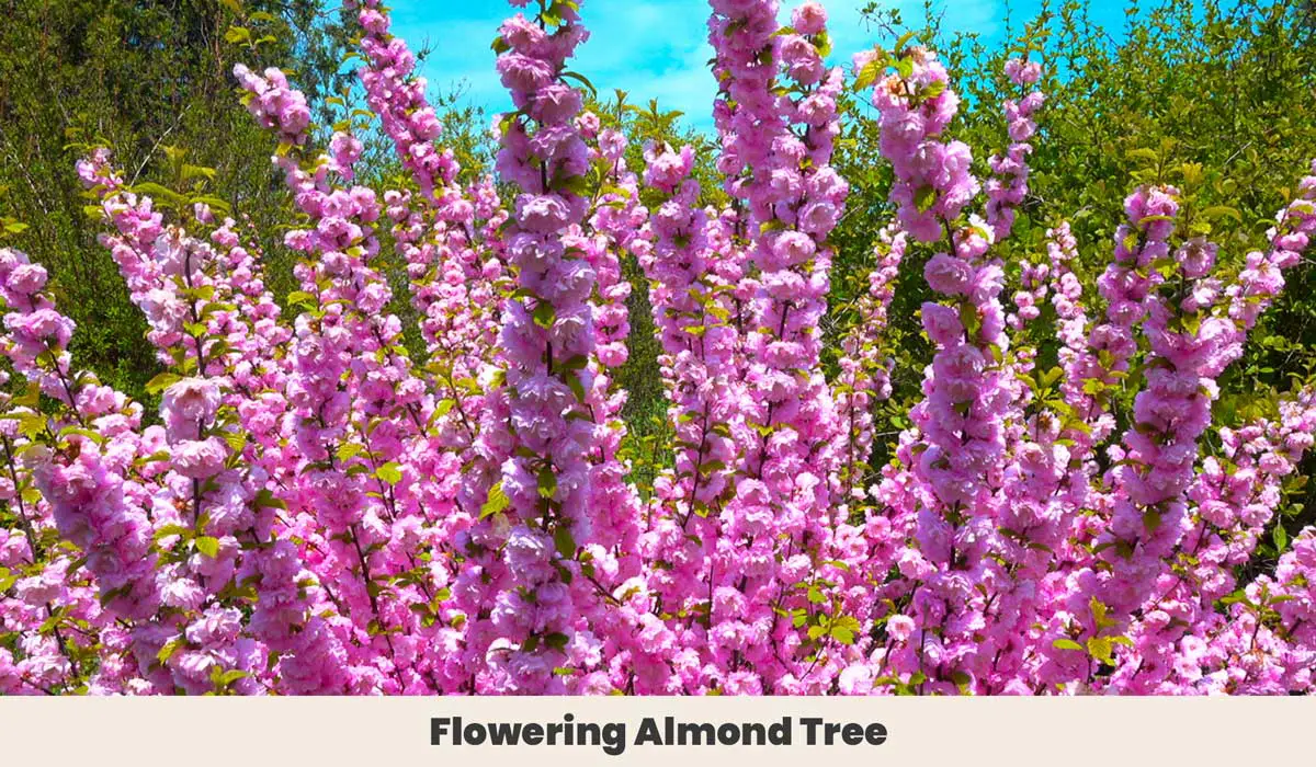 Flowering Almond Tree