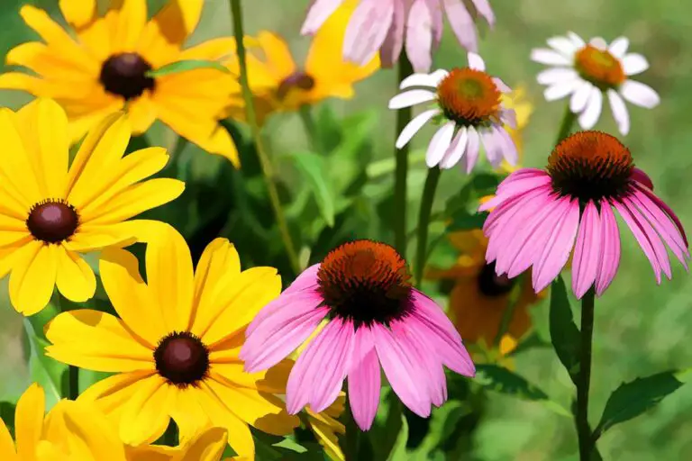 12 Different Flowers That Look Like Daisies