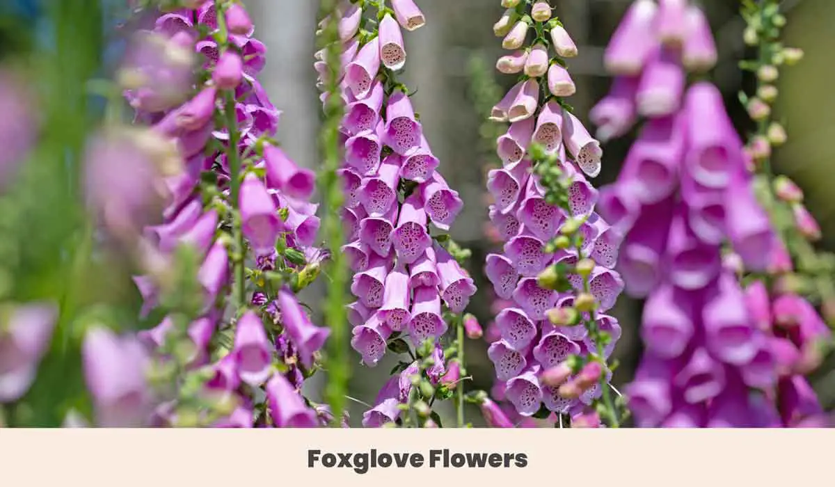 Foxglove Flowers