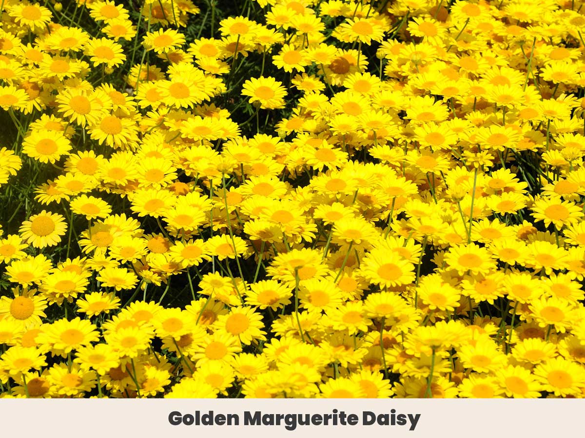 Golden Marguerite Daisy