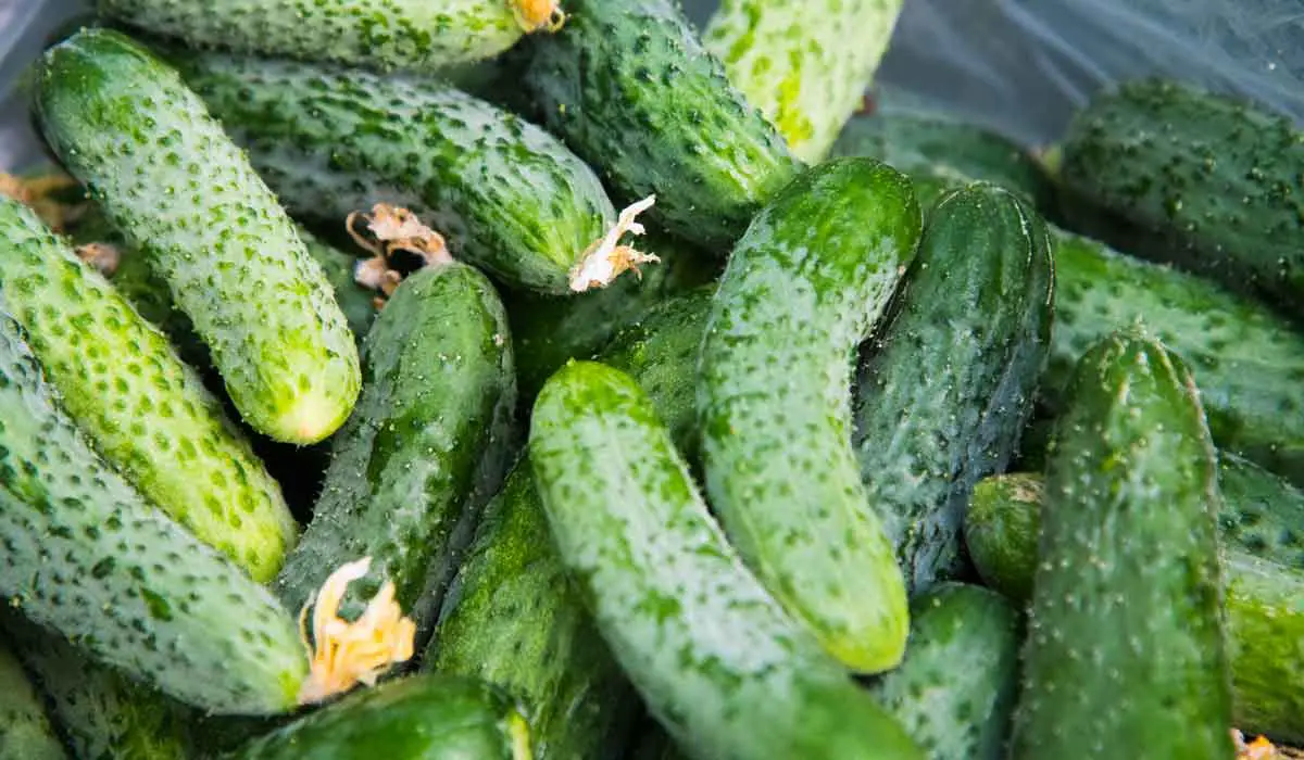 Harvested cucumbers