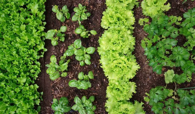 The 11 Best High Nitrogen Fertilizers for your Garden – Naturally!