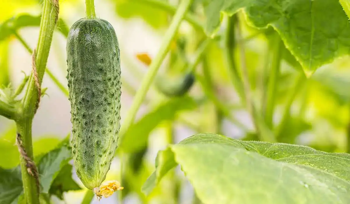 Hydroponic cucumbers growing