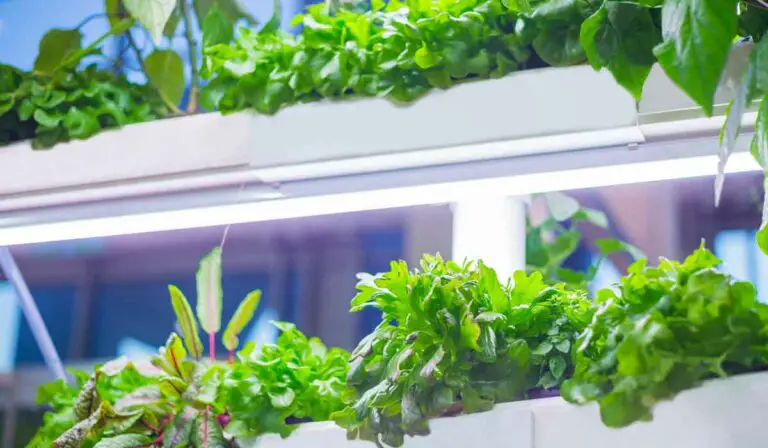 How to Clean Hydroponic System: A Step-by-Step Guide