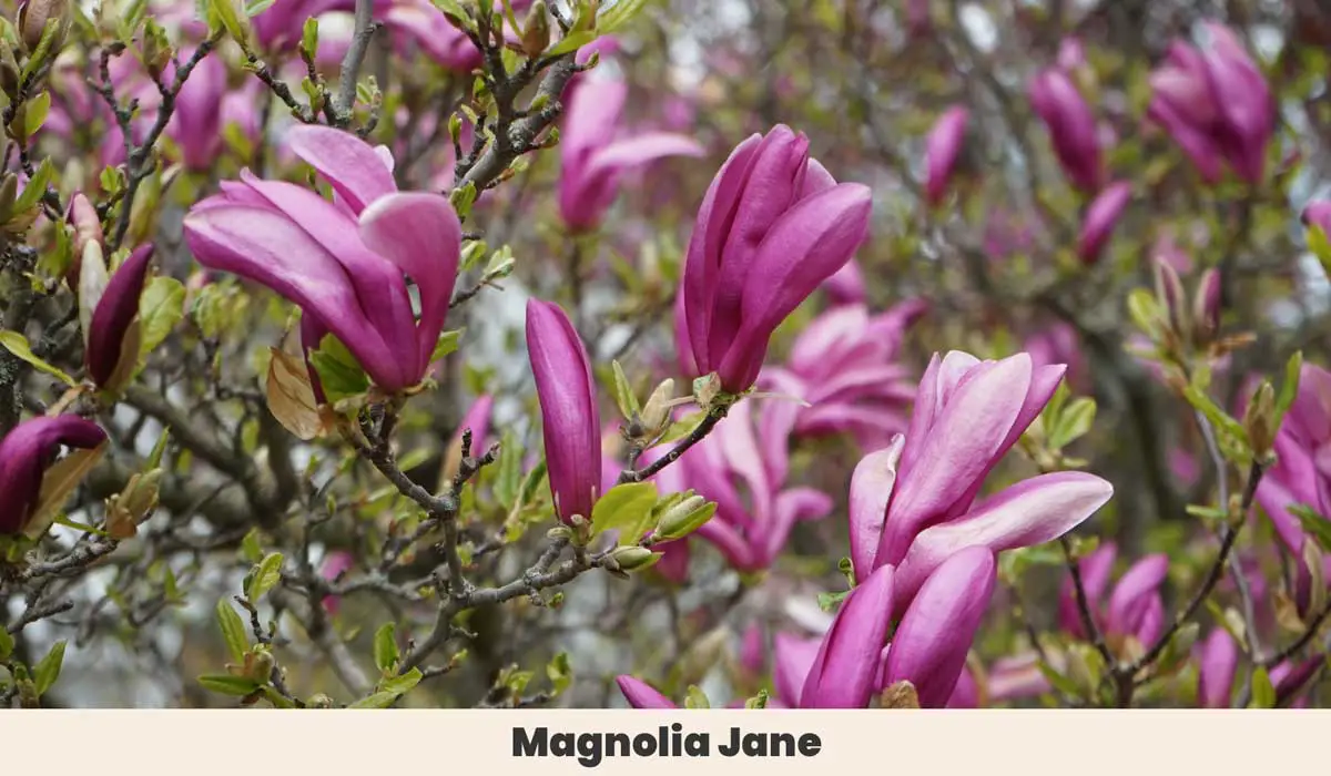 Magnolia Jane