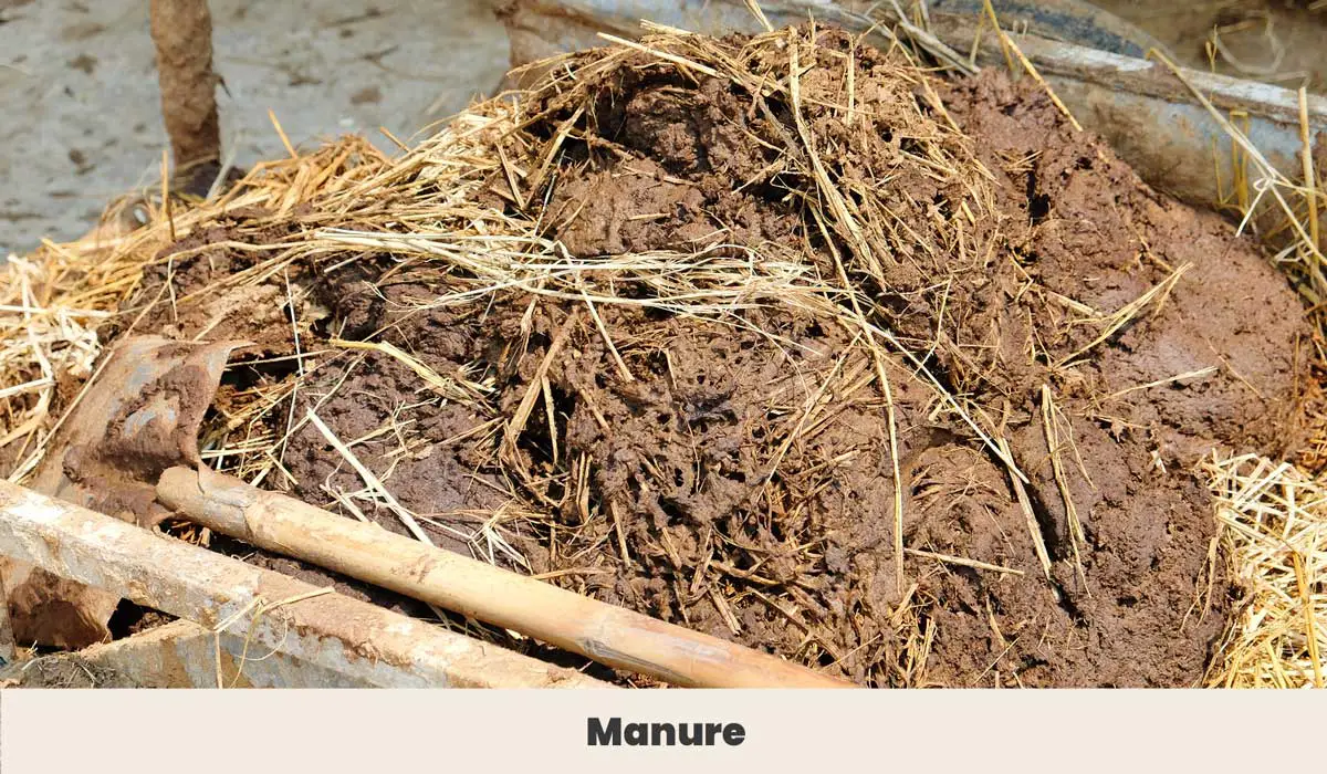Manure mixed with hay