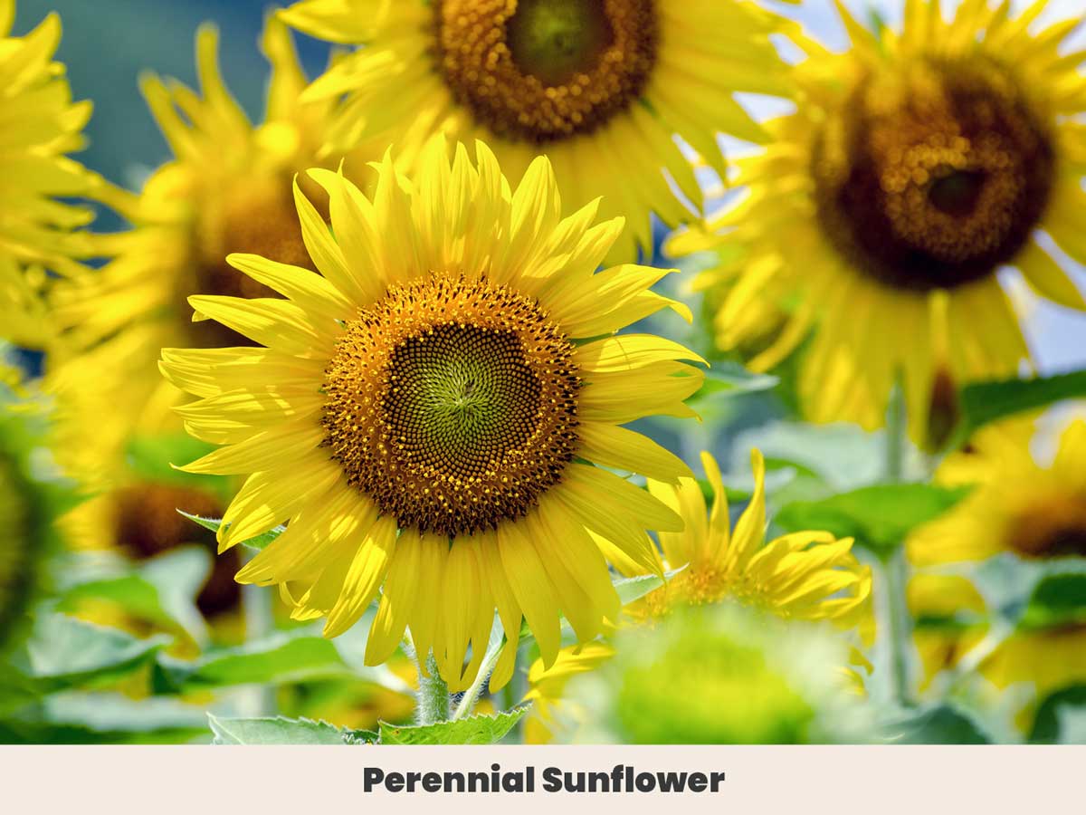 Perennial Sunflower
