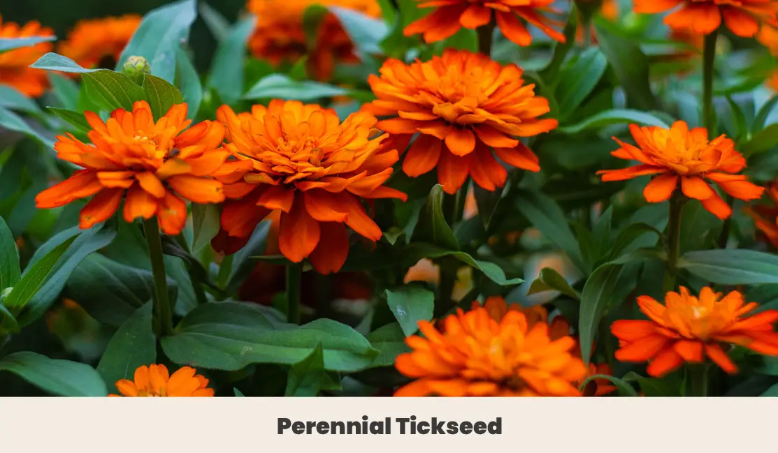 Perennial Tickseed