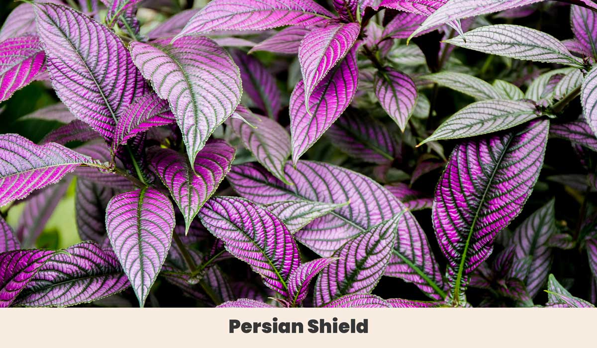 Persian Shield