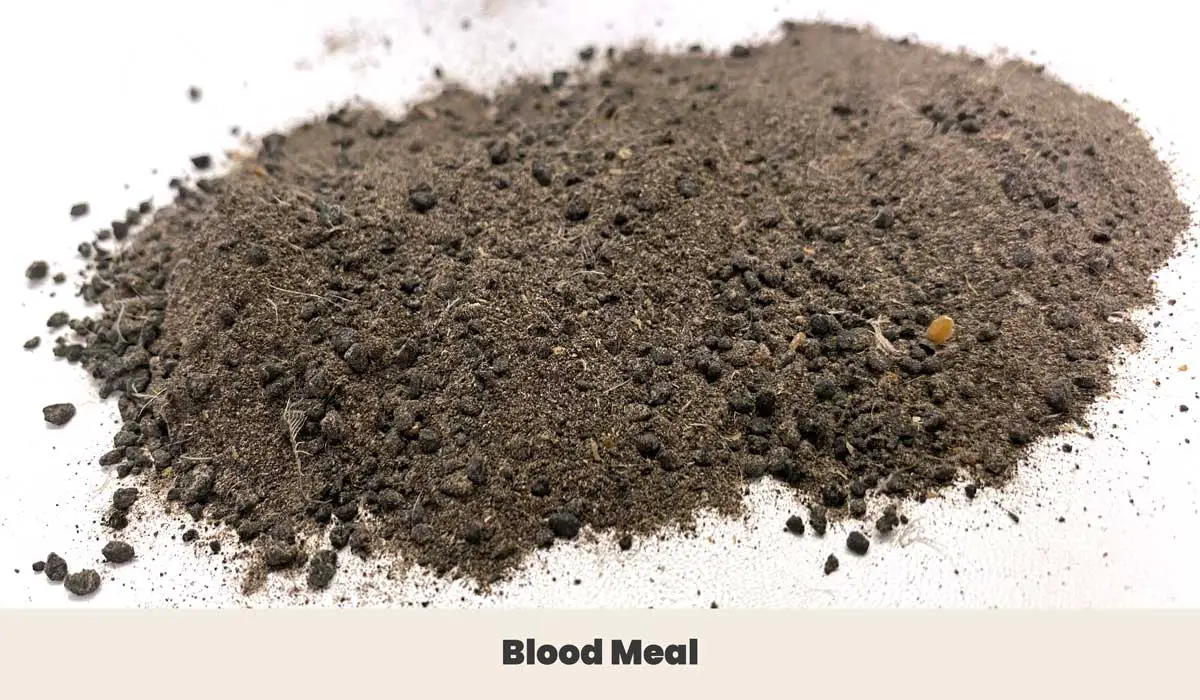 Pile of dried blood meal