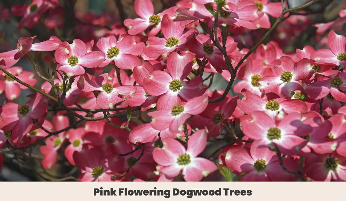 Pink Flowering Dogwood Trees