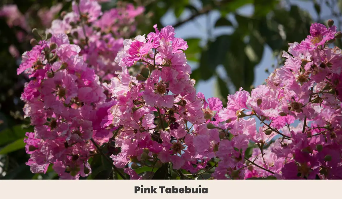 Pink Tabebuia